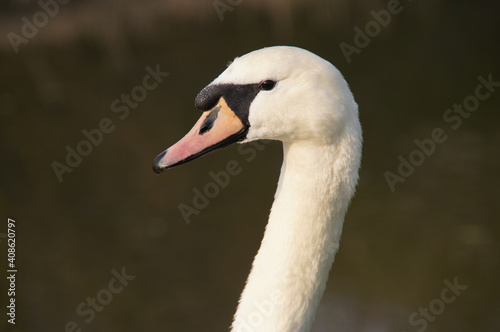 a close up of a swan's head
