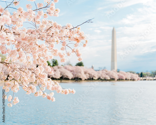 Foto Cherry Blossoms in full bloom, Tidal Basin, Washington, DC