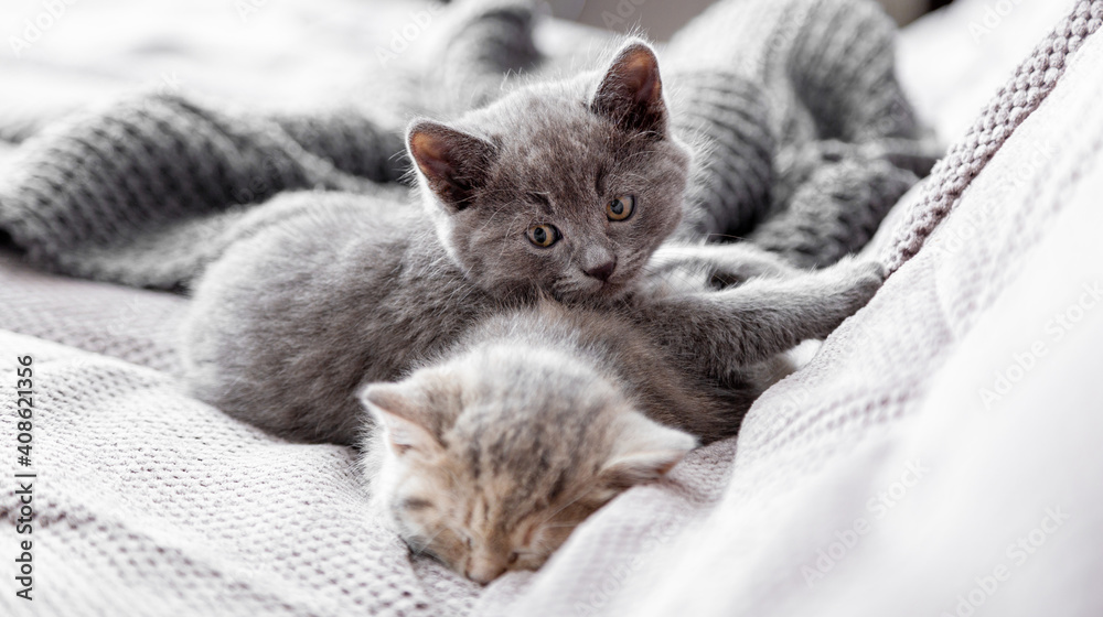 Gray and tabby adorable cats are resting at cozy home interior. Couple fluffy kittens lie sleep on gray sofa. Pets Cosiness Sleeping kittens muzzles. Long web banner - obrazy, fototapety, plakaty 