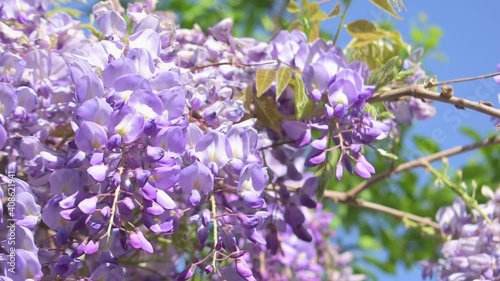 Blooming purple chinese wisteria flower closeup in the wind, with flying bee at spring. Purple acacia, blue sky in the background Wisteria sinensis.