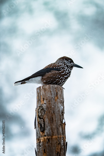 Bird in mountains photo