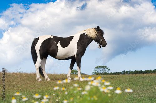 horse graze