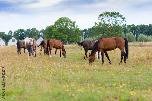 horses graze