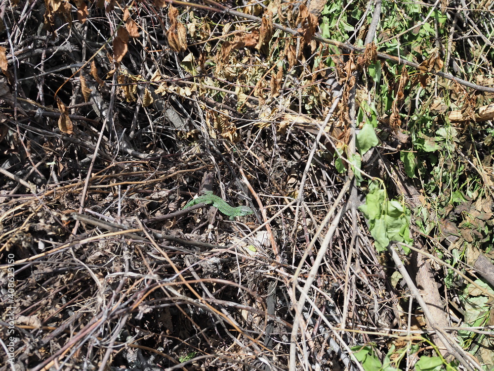 bright green lizard among dry branches in spring bright green lizard among dry branches in spring