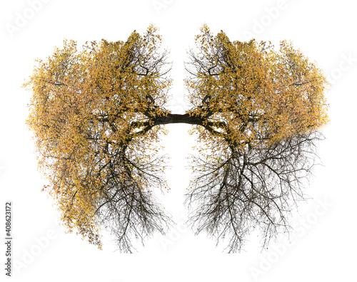 tree lungs photo