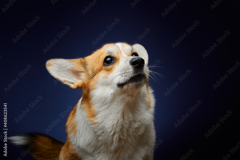 Obraz premium Portrait of a dog. Welsh corgi pembroke