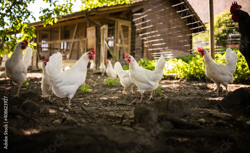 Free range chicken coop, aviary. Domestic bird. Beautiful rooster. Agriculture. Chickens and roosters. Farm animals