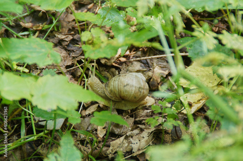 a white snail among the green branches