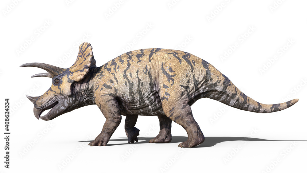 Fototapeta premium Triceratops, dinosaur reptile walking, prehistoric Jurassic animal isolated on white background, 3D illustration
