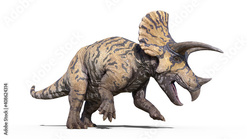 Triceratops, dinosaur reptile stomping, prehistoric Jurassic animal isolated on white background, 3D illustration