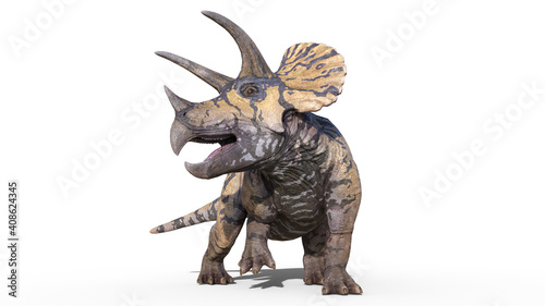 Triceratops, dinosaur reptile, prehistoric Jurassic animal roaring on white background, front view, 3D illustration
