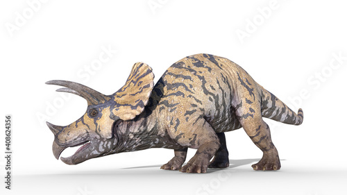 Triceratops, dinosaur reptile crawling, prehistoric Jurassic animal isolated on white background, 3D illustration