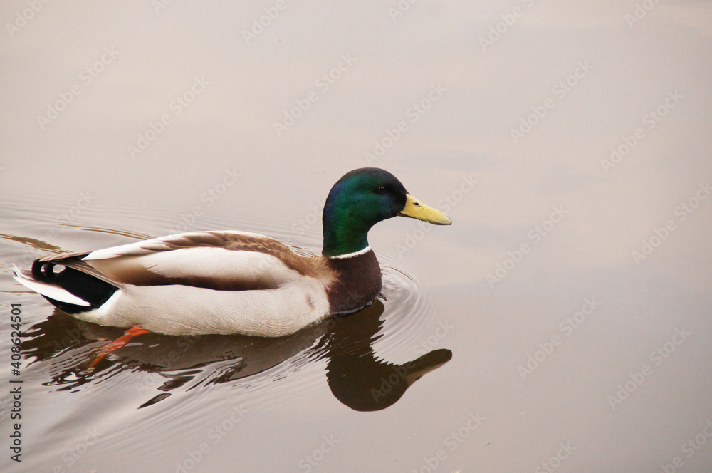 Obraz premium a wild duck in the water