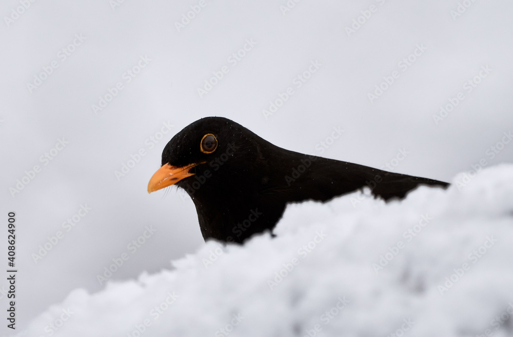 Blackbird (Turdus merula) hides behind a heap of snow in cold winter habitat.