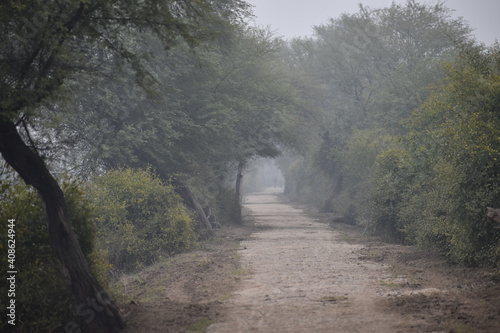 road, forest, path, tree, trees, nature, landscape, autumn, green, woods, grass, travel, trail, fog, spring, country, fall, park, way, morning, lane, rural, mist, foliage, footpath