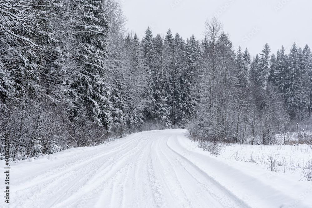 snowy white forest road where there are snowy trees along the edges snowy white forest road where there are snowy trees along the edges