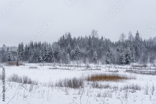 Wallpaper Mural winter white forest landscape with lots of snow and some withered trees and frozen ponds Torontodigital.ca
