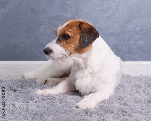 Fototapeta Naklejka Na Ścianę i Meble -  Jack Russell Terrier lies in front of a gray background