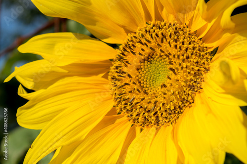 Girasol de costado primer plano amarillo