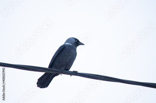  A jackdaw bird sits on a wire against a cloudy sky. Птица галка сидит на проводе