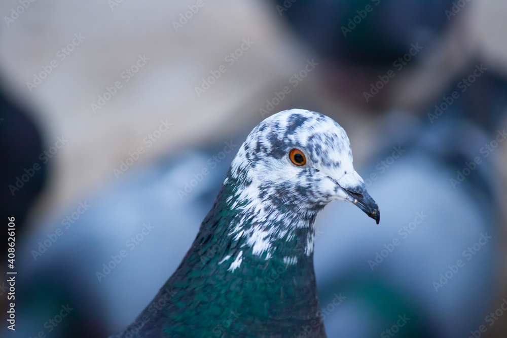 © Василий Сергеев - Portrait of a pigeon with a colorful head on a background of snow with a blurred background. Пестрая голова голубя © Василий Сергеев - Portrait of a pigeon with a colorful head on a background of snow with a blurred background. Пестрая голова голубя
