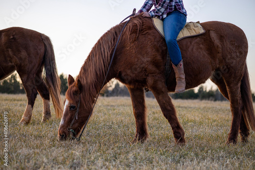 Horse with Rider Grazing in Field