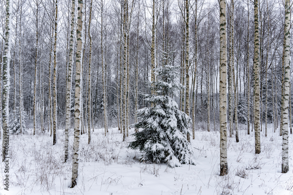 latvian birch grove in winter when there is a lot of white snow and in the middle there is a green spruce on which snow has fallen