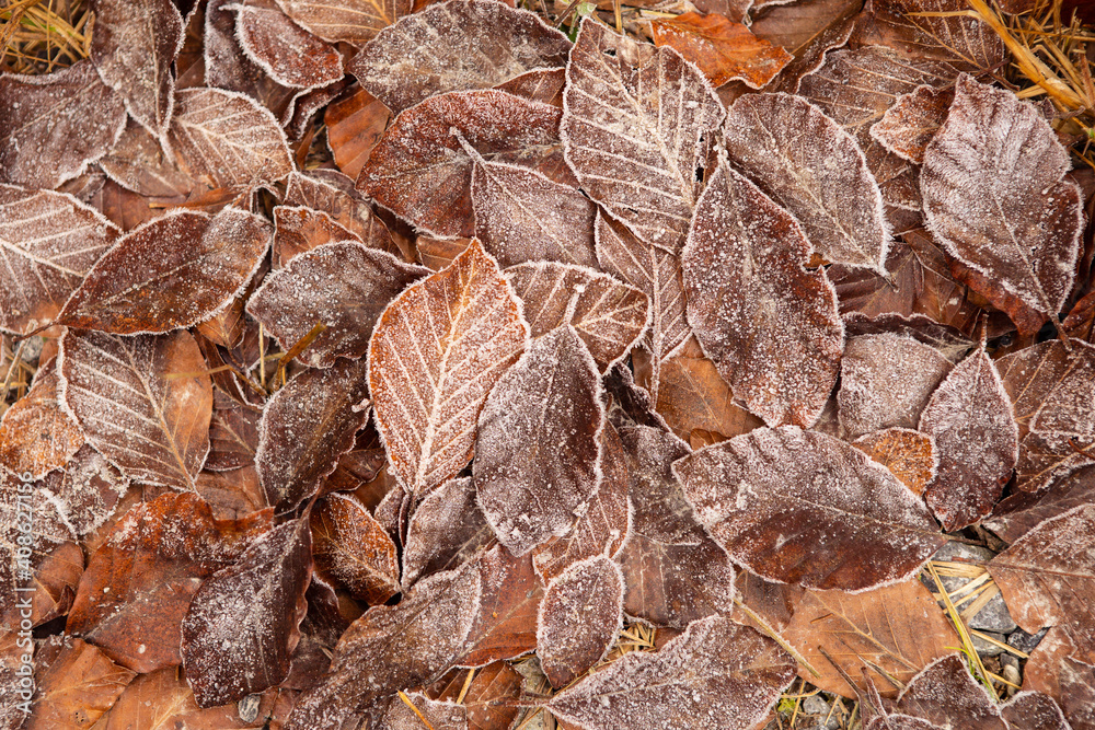 Autumn leaves in first early frost. Leaves in hoarfrost. Frosty white pattern on brown autumn leaves. Late autumn and early winter nature. Natural plant background. November and December. First frosts Autumn leaves in first early frost. Leaves in hoarfrost. Frosty white pattern on brown autumn leaves. Late autumn and early winter nature. Natural plant background. November and December. First frosts