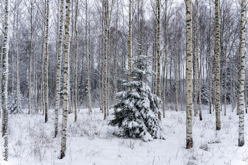 latvian birch grove in winter when there is a lot of white snow and in the middle there is a green spruce on which snow has fallen