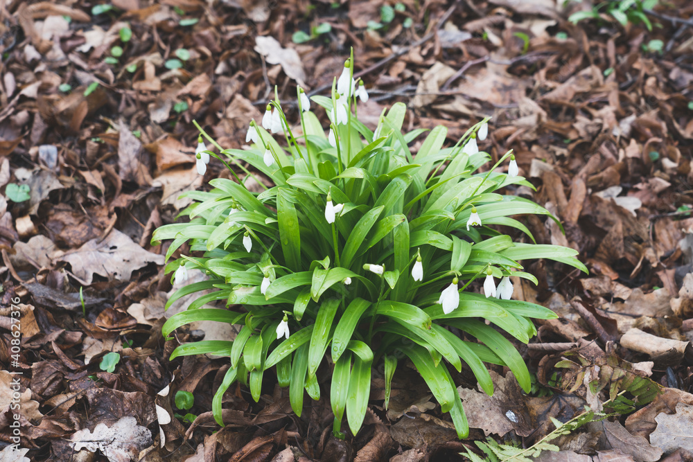 snowdrops, primroses close- up background picture snowdrops, primroses close- up background picture