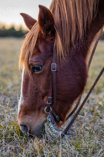 Profile Portrait of a Horse Grazing in the Pasture