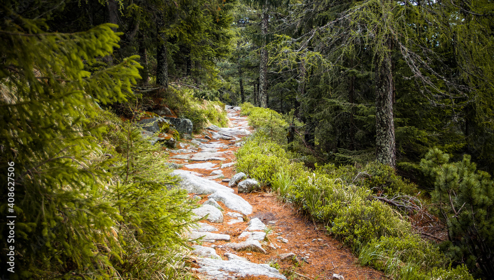 Rocky hiking trail in dark pine green forest