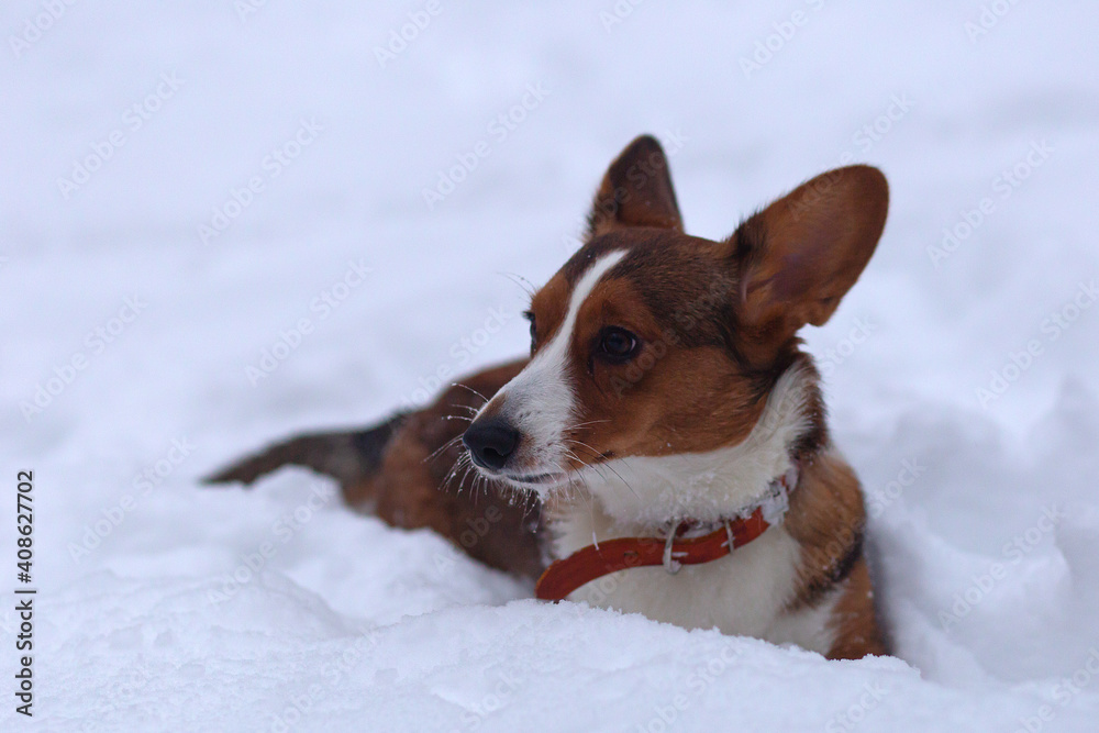 Beautiful little dog in the snow, corgi Beautiful little dog in the snow, corgi
