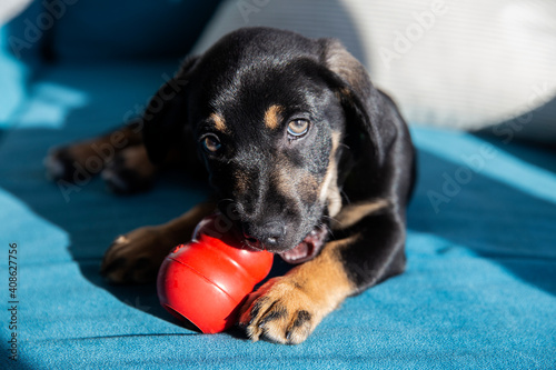 The popular Kong ball dog toy. Black puppy chewing Kong toy. Calm puppy playing at sofa.
