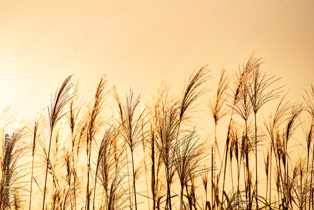 Grass stalks blowing in the wind at golden sunset light. Nature background Grass stalks blowing in the wind at golden sunset light. Nature background