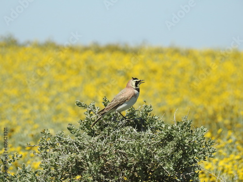 A horned lark perched on a shrub, singing a lovely tune in the Carrizo Plain National Monument, California.   photo