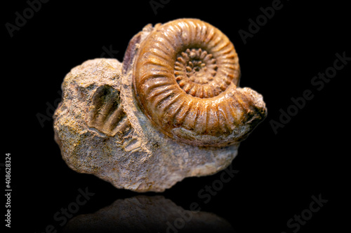 Ammonite fossil on black background
