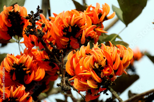 This flower is called Palash flower photo