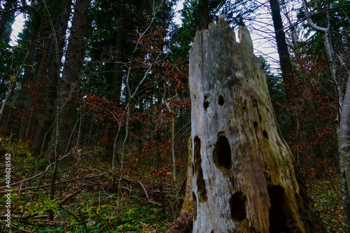 many holes in a old tree trunk in a forest