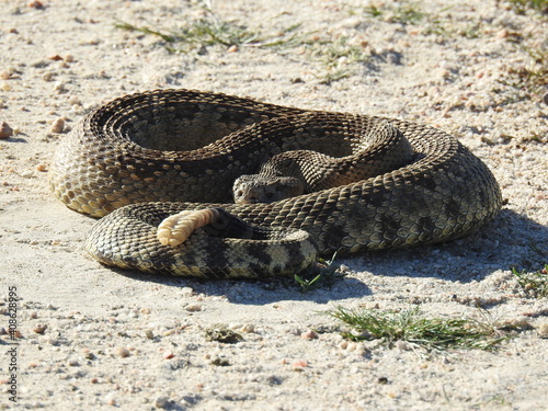 A western diamondback rattlesnake living in the Carrizo Plain National Monument, San Luis Obispo County, California.