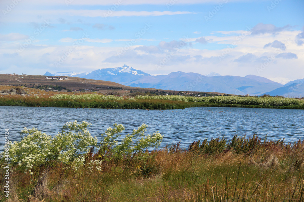 Fototapeta premium Fauna and flora at Laguna Nimez El Calafate