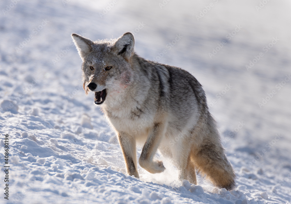 Coyote On A Hunt Coyote On A Hunt