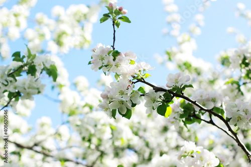 Spring apple blooming beautiful background in the garden © Anntuan