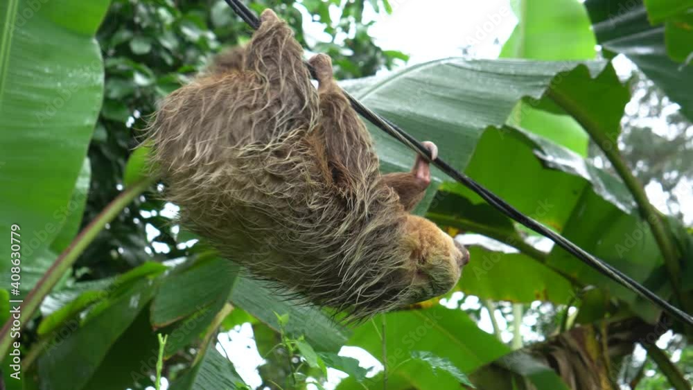 A lovely sloth (a south American mammal), carefully moving on a rope, upside down. Handheld tracking movement. A lovely sloth (a south American mammal), carefully moving on a rope, upside down. Handheld tracking movement.