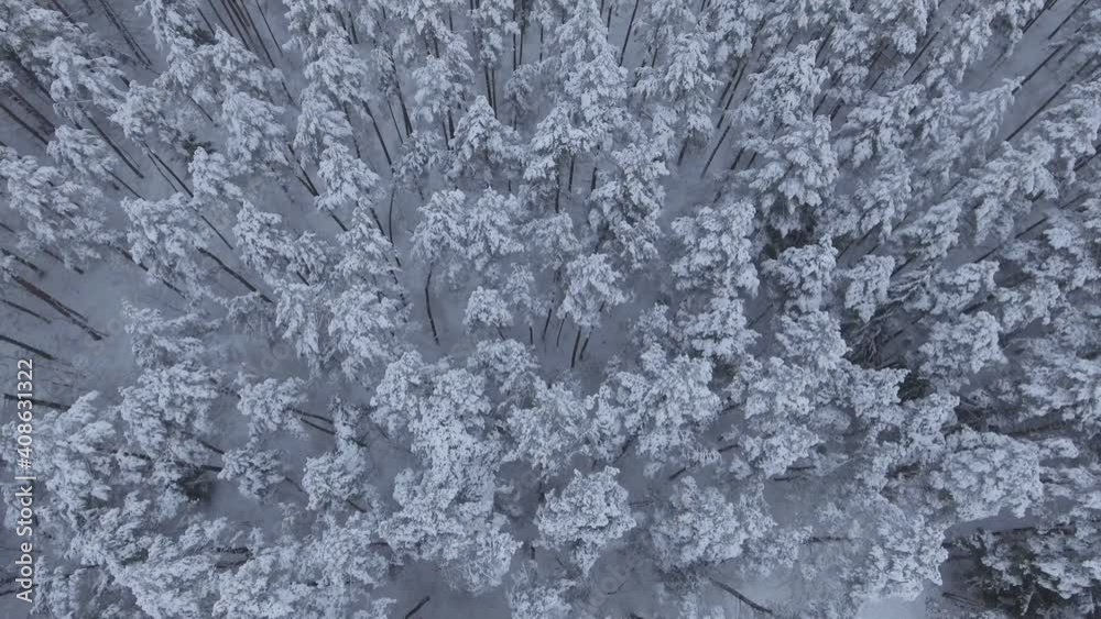 Aerial Flyover Backwards Snow Covered Coniferous Forest During Snowy Winter. Aerial Flyover Backwards Snow Covered Coniferous Forest During Snowy Winter.