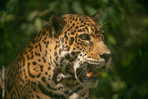 Leopard in a Game Reserve in Cost Rica  Central America