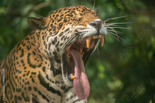 Leopard in a Game Reserve in Cost Rica  Central America