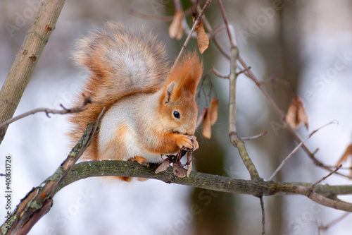 A beautiful red squirrel sits on a tree branch in the park. © ostapenkonat