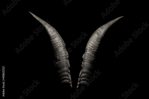 Canvastavla Goat horns isolated on a black background