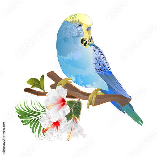 Blue parakeet  Budgerigar, home pet , pet parakeet  or budgie or shell parakeet  with tropical flowers  white  hibiscus and  palm,philodendron  ficus vector illustration  
